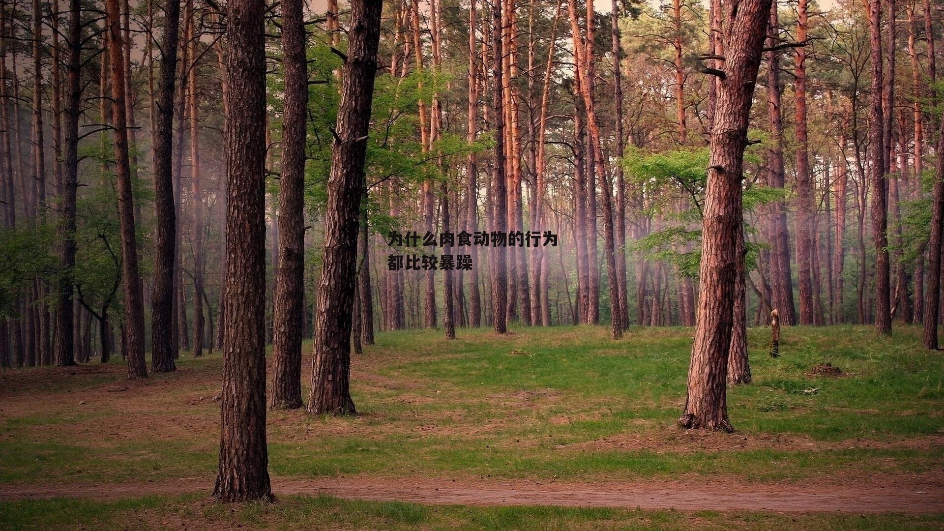 为什么肉食动物的行为都比较暴躁